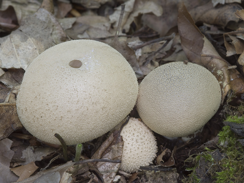 Lycoperdon atropurpureum